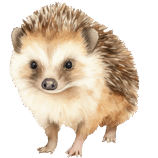 Hedgehog